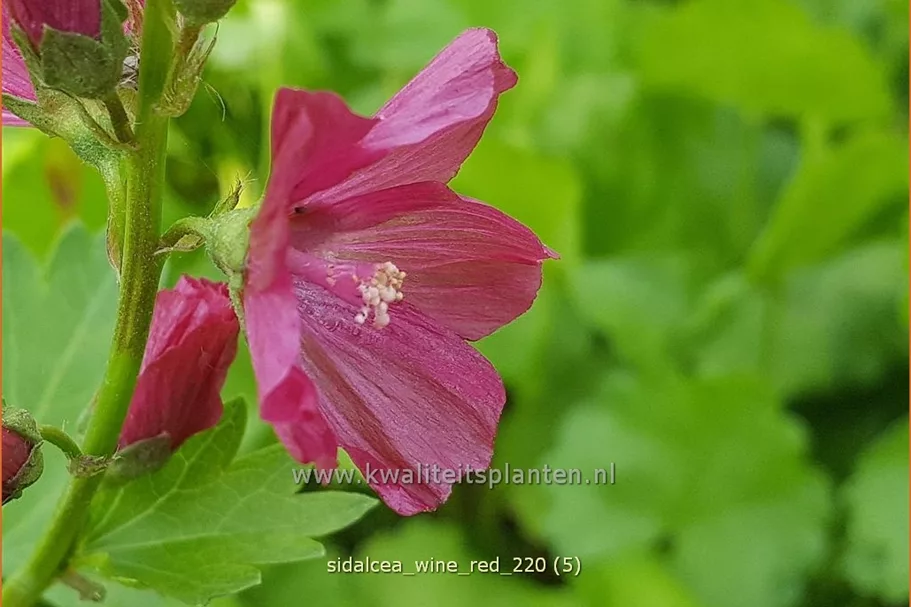 Sidalcea 'Wine Red'
