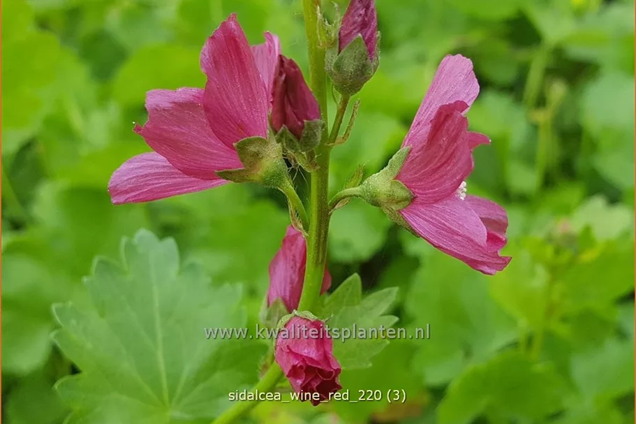 Sidalcea 'Wine Red'
