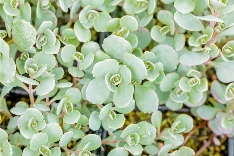 Sedum cauticola 'Lidakense'