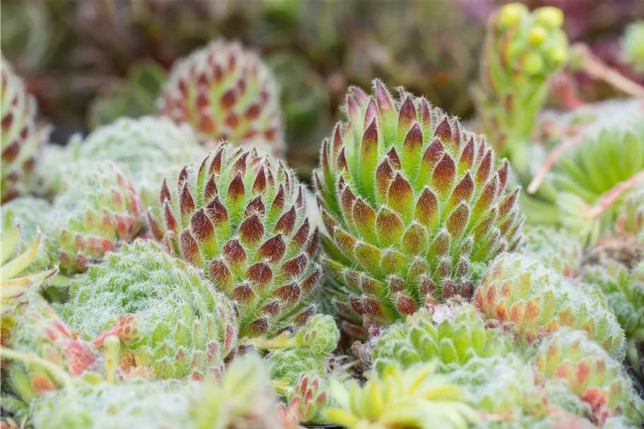 Sempervivum ciliosum 'Borisii'