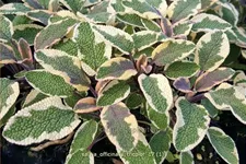 Salvia officinalis 'Tricolor'