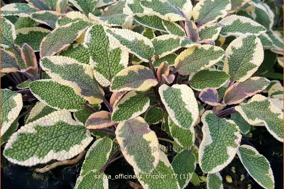 Salvia officinalis 'Tricolor'