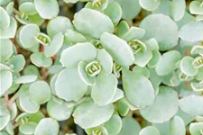 Sedum cauticola 'Lidakense'