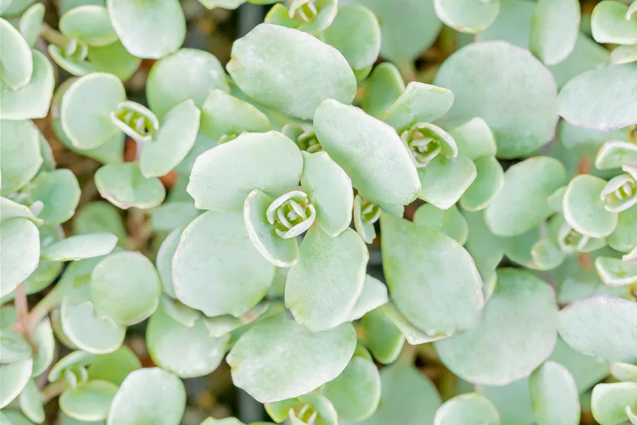 Sedum cauticola 'Lidakense'