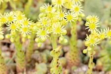 Sempervivum ciliosum 'Borisii'