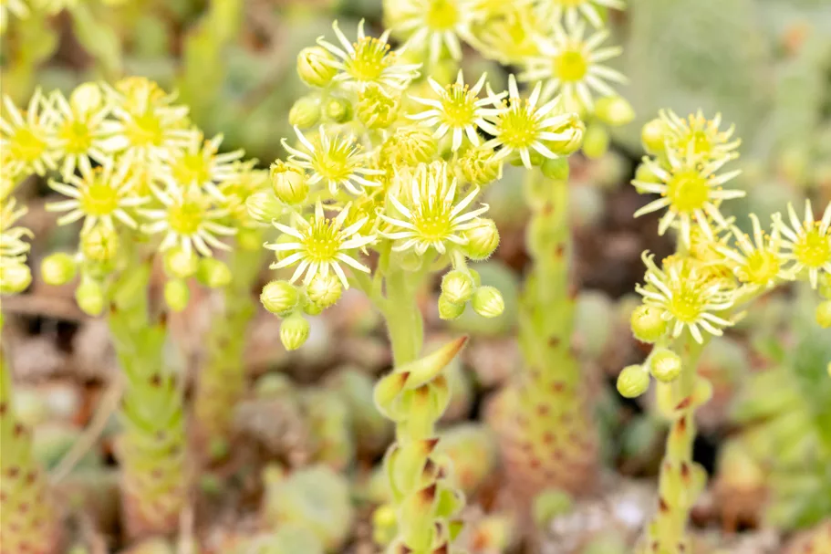 Sempervivum ciliosum 'Borisii'