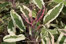 Salvia officinalis 'Tricolor'