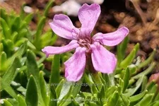 Silene acaulis 'Floribunda'