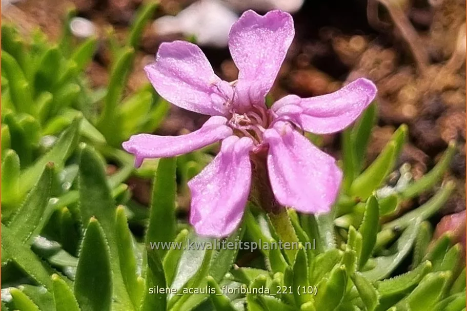 Silene acaulis 'Floribunda'