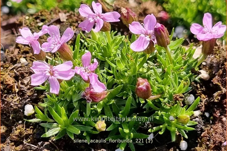 Silene acaulis 'Floribunda'