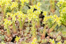 Sempervivum ciliosum 'Borisii'