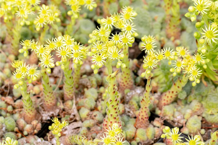 Sempervivum ciliosum 'Borisii'