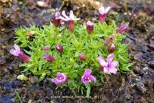 Silene acaulis 'Floribunda'