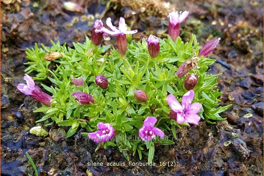 Silene acaulis 'Floribunda'