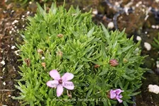 Silene acaulis 'Floribunda'