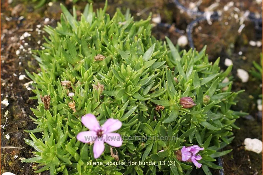 Silene acaulis 'Floribunda'
