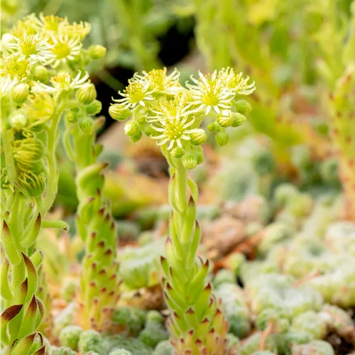 Sempervivum ciliosum 'Borisii'