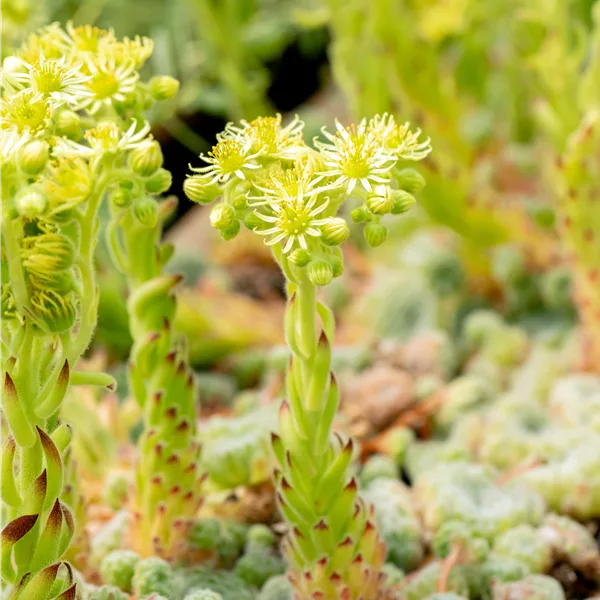 Sempervivum ciliosum 'Borisii'