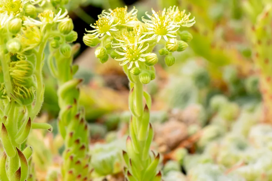 Sempervivum ciliosum 'Borisii'