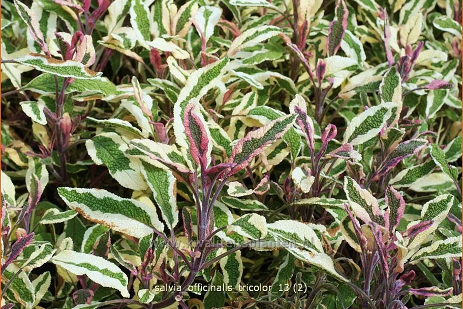 Salvia officinalis 'Tricolor'