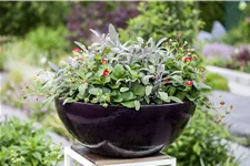 Salvia officinalis 'Tricolor'