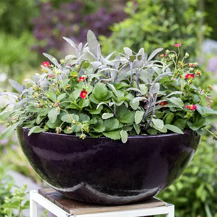 Salvia officinalis 'Tricolor'