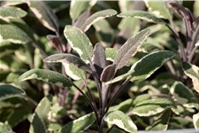 Salvia officinalis 'Tricolor'