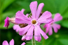Silene dioica