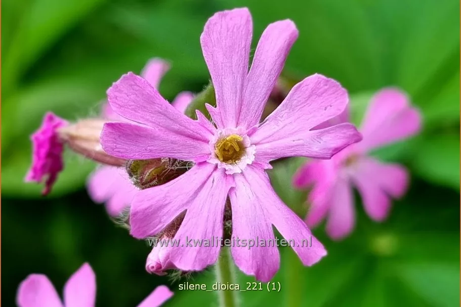 Silene dioica