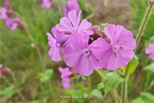 Silene dioica