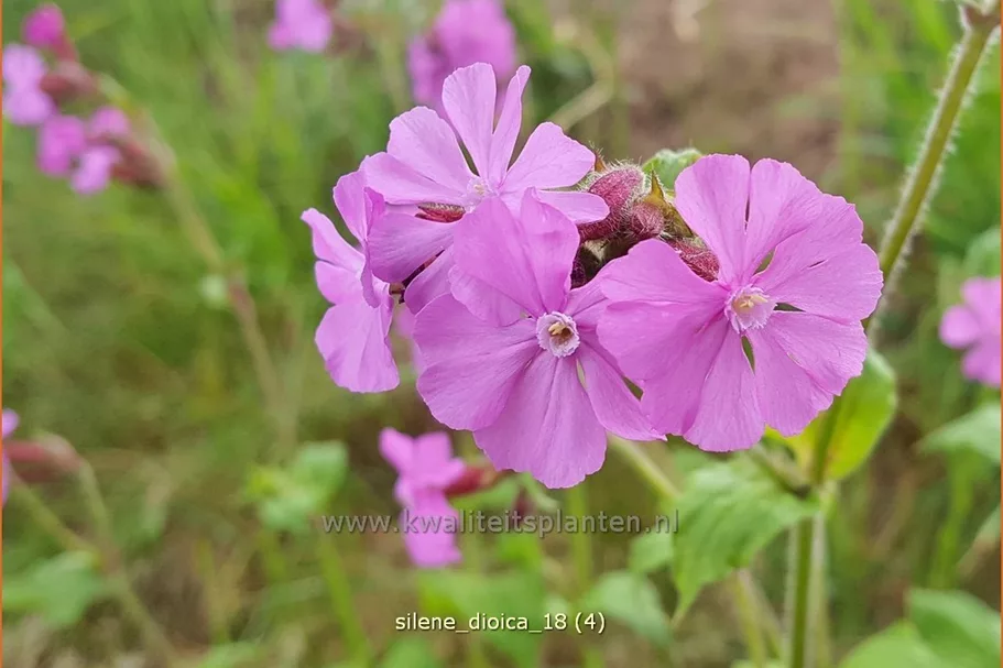 Silene dioica
