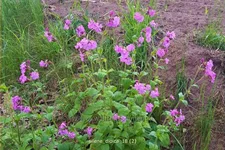 Silene dioica