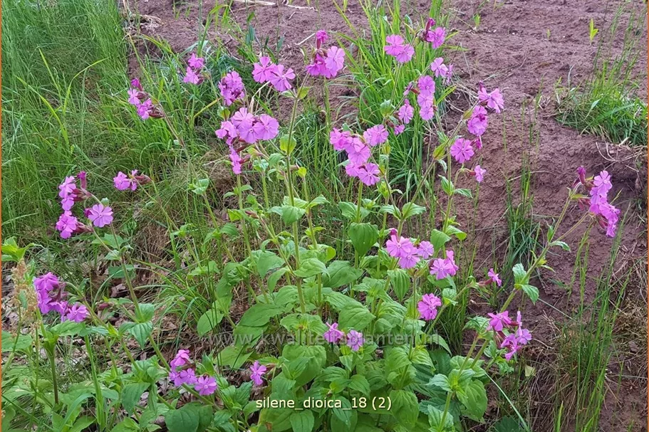 Silene dioica