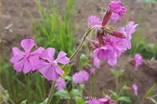 Silene dioica