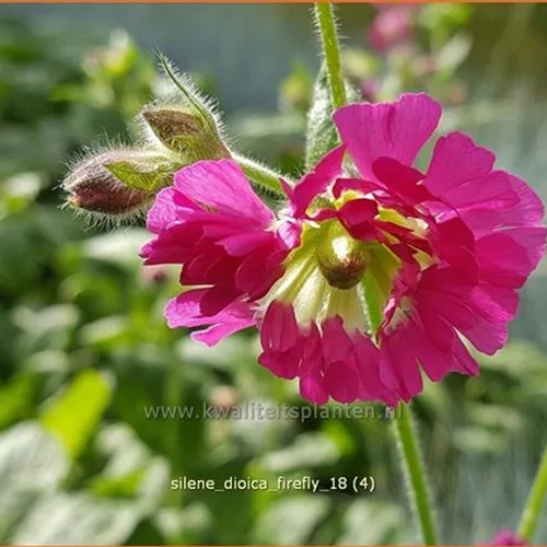 Silene dioica 'Firefly'