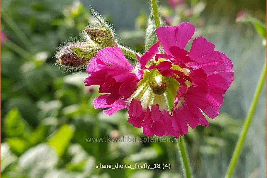 Silene dioica 'Firefly'