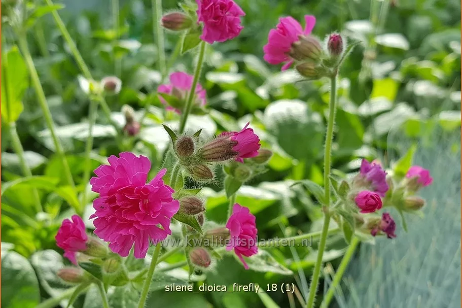 Silene dioica 'Firefly'