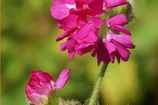 Silene dioica 'Firefly'