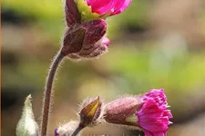 Silene dioica 'Firefly'