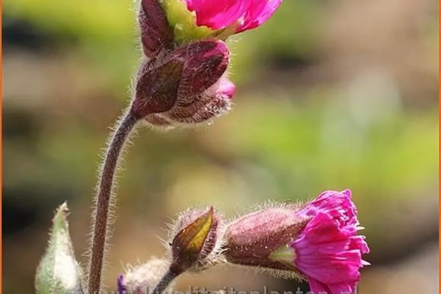 Silene dioica 'Firefly'