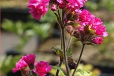 Silene dioica 'Firefly'