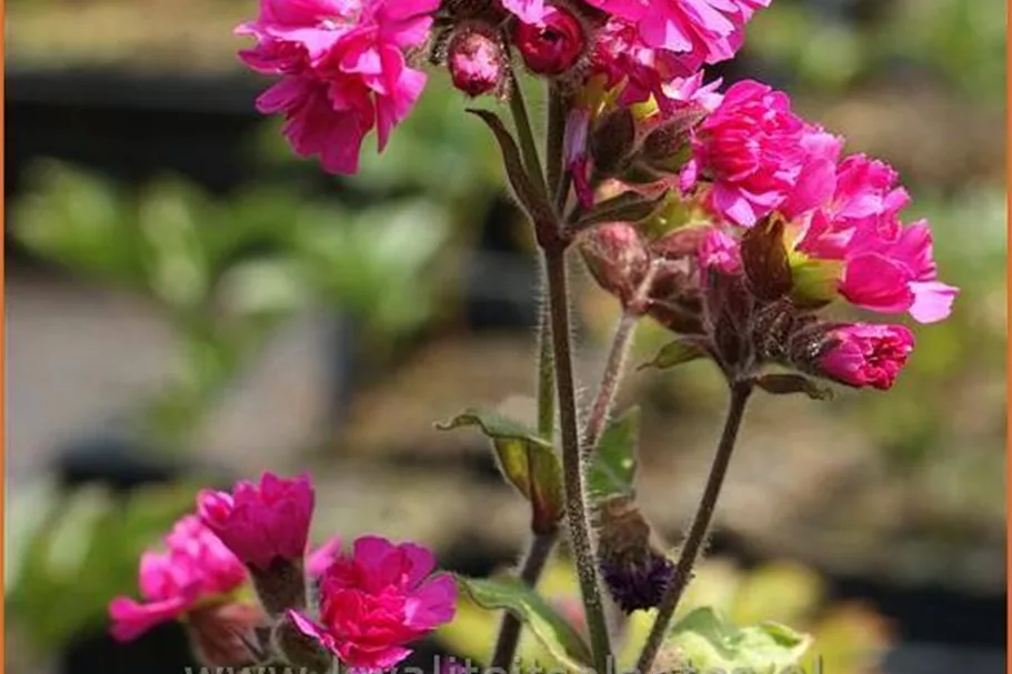 Silene dioica 'Firefly'