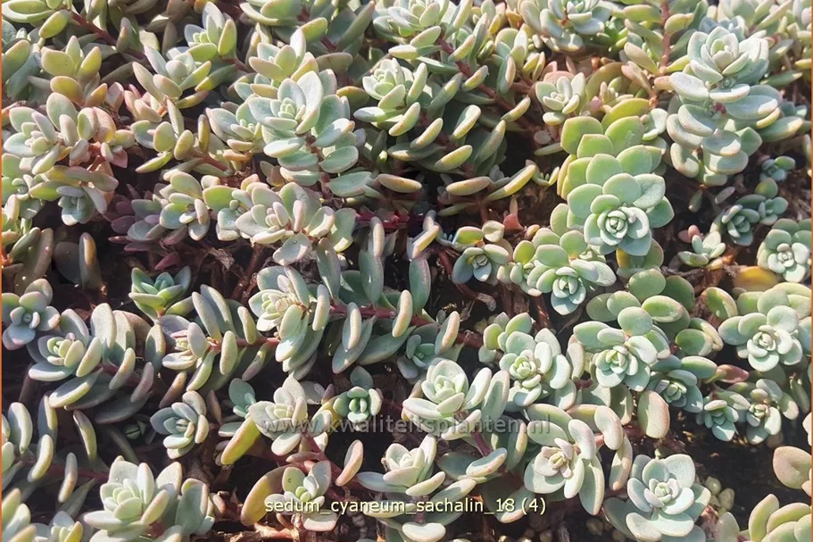 Sedum cyaneum 'Sachalin'