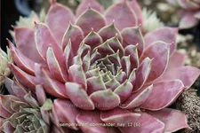 Sempervivum tectorum 'Commander Hay'