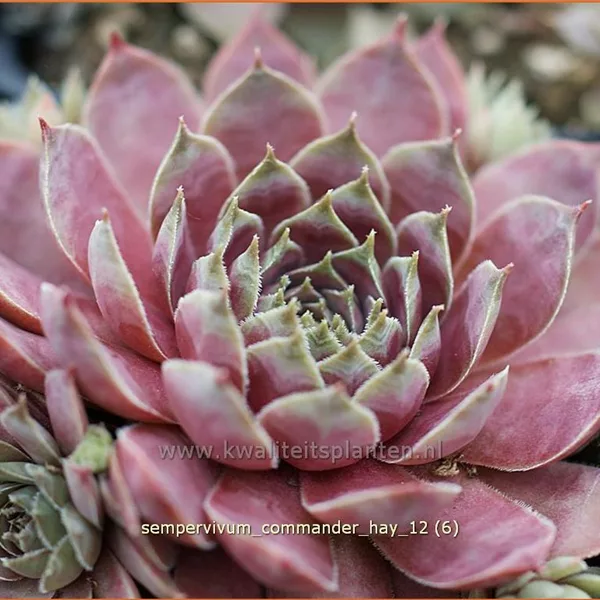 Sempervivum tectorum 'Commander Hay'