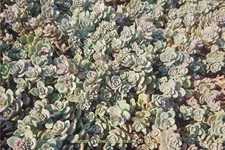 Sedum cyaneum 'Sachalin'