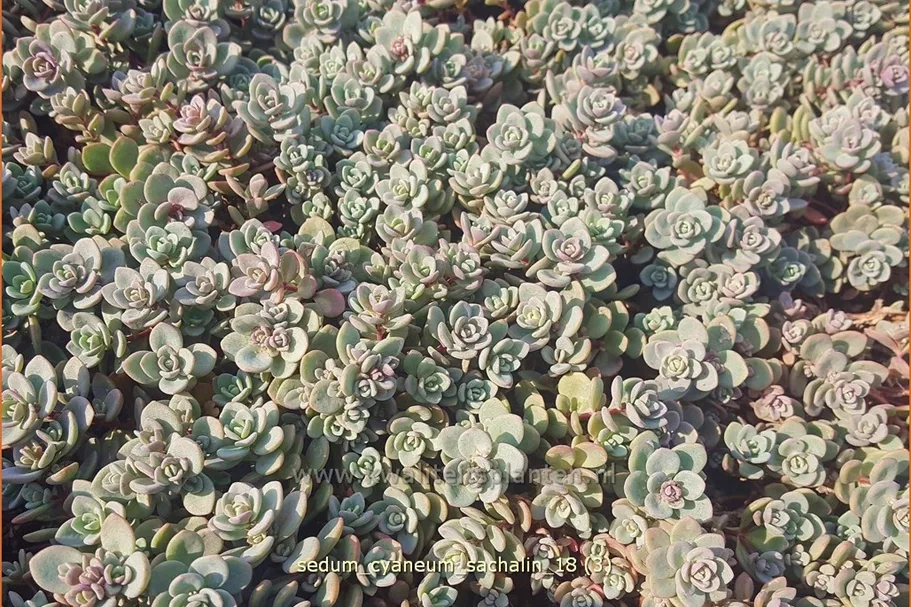 Sedum cyaneum 'Sachalin'