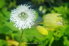 Silene fimbriata