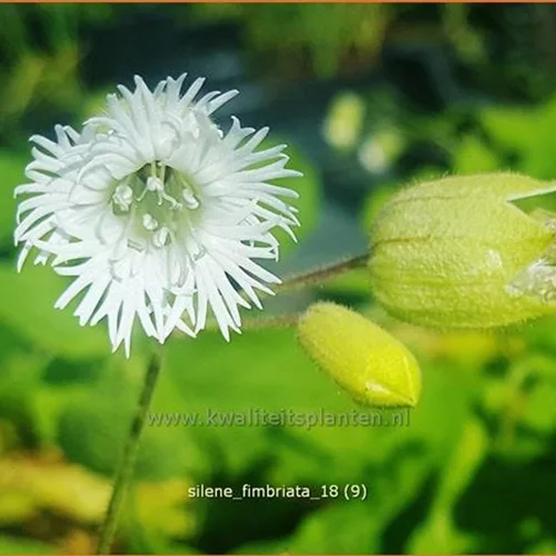 Silene fimbriata