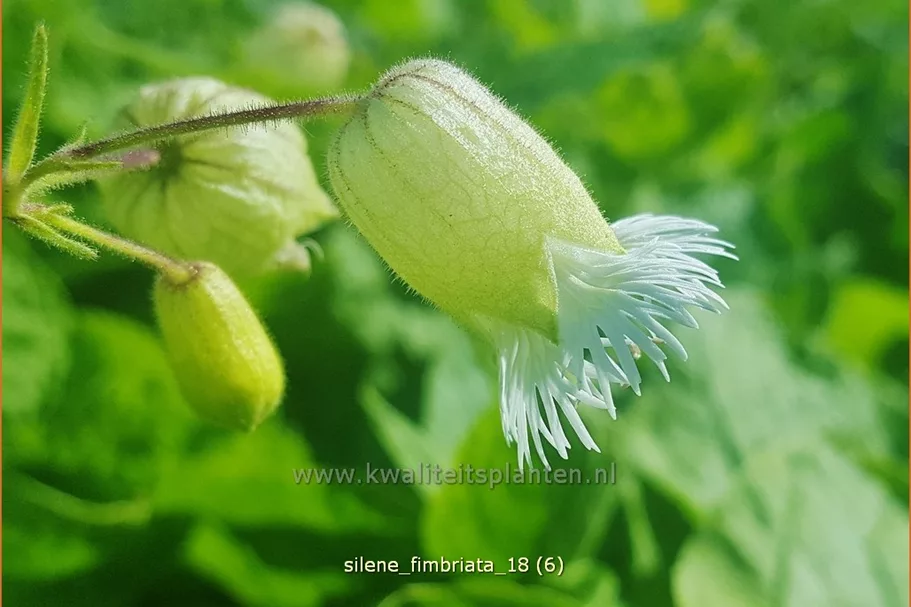 Silene fimbriata